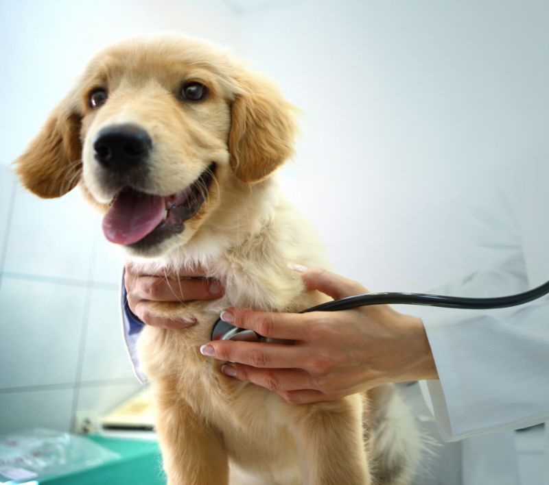 Puppy getting pet wellness exam