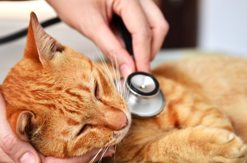 An orange cat is being examined with a stethascope
