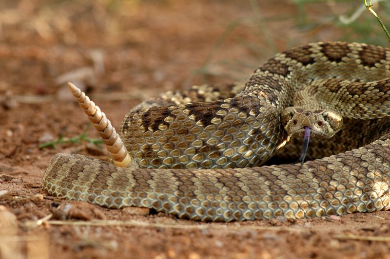 are rattlesnakes dangerous to dogs