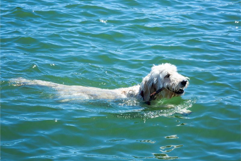 Can this dog swim?