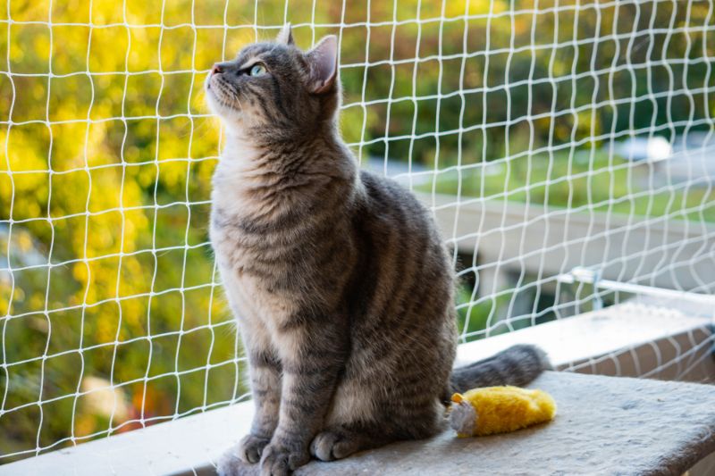 A cat sitting out by a netting