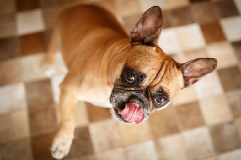 Your Dog’s Paws and Frito Feet East Sacramento Veterinary Center