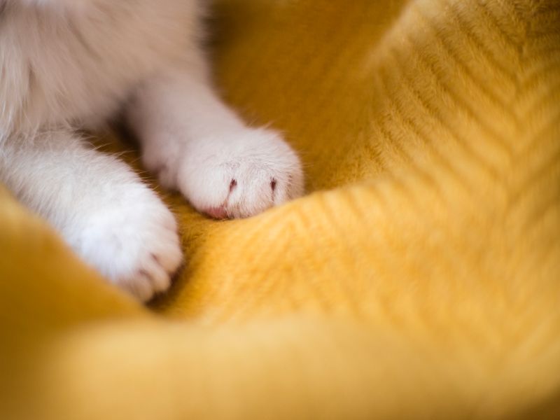 Close-up of cat paws.