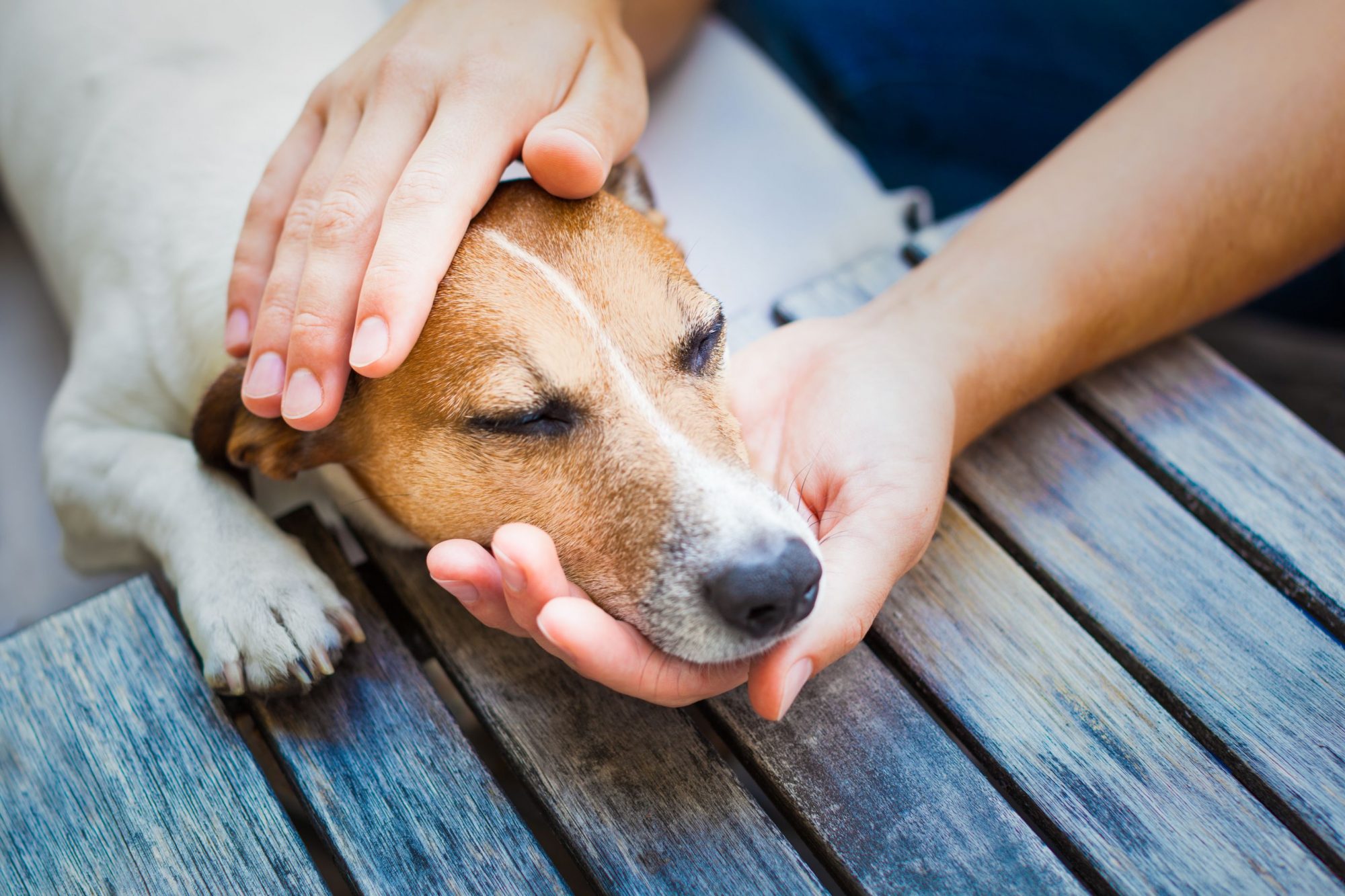 Cancer in pets.
