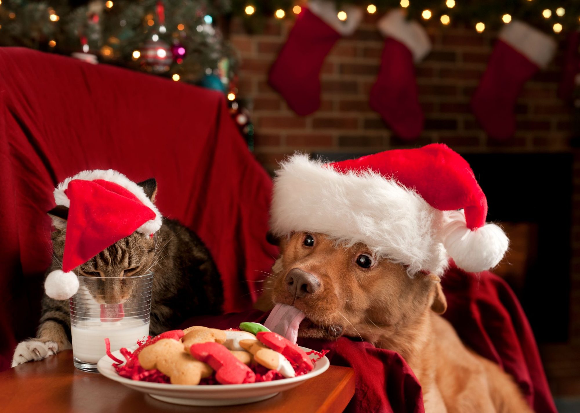 Pets enjoy holiday treats.