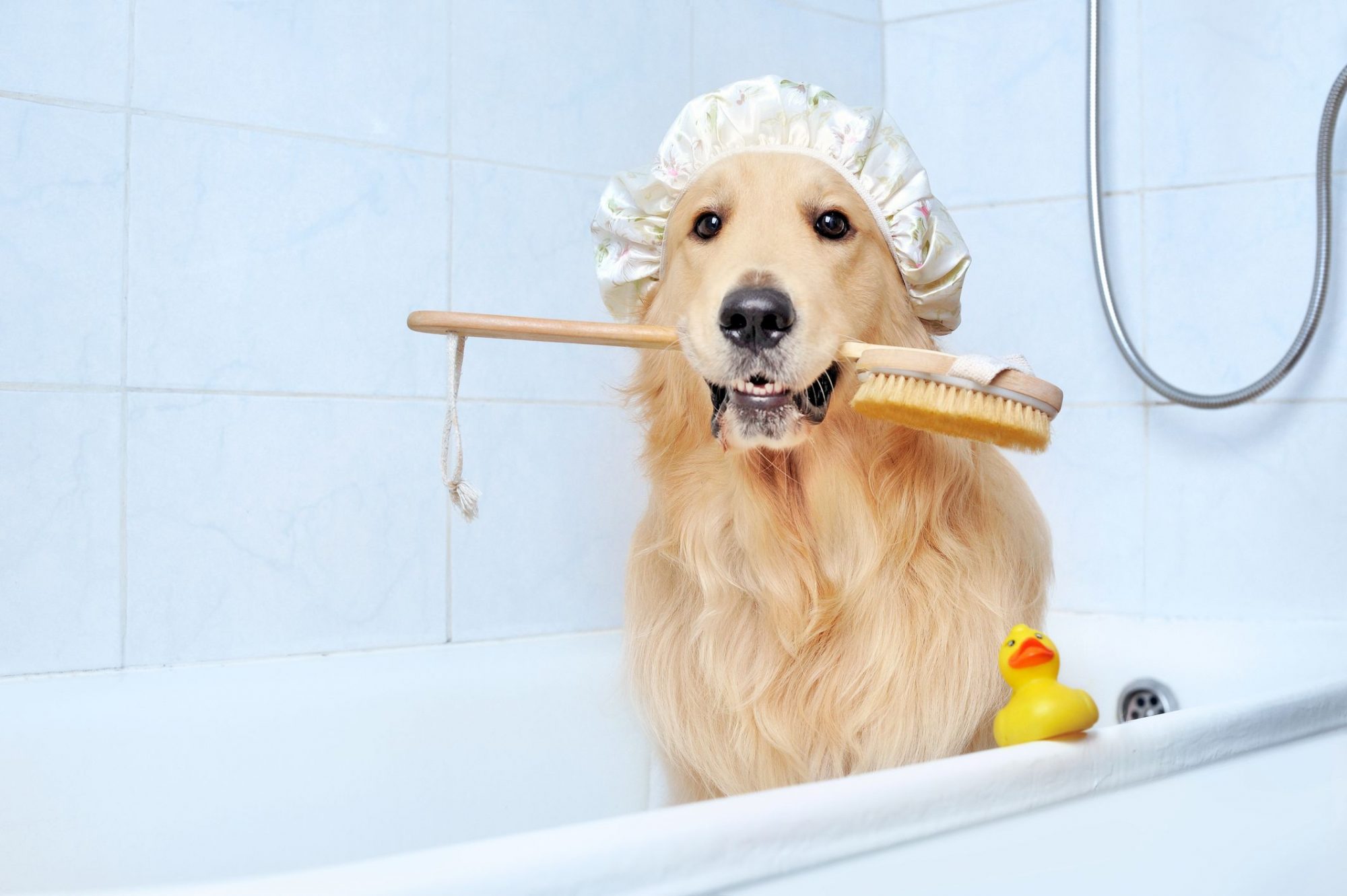 A smelly old dog is taking a bath to help eliminate the odor.