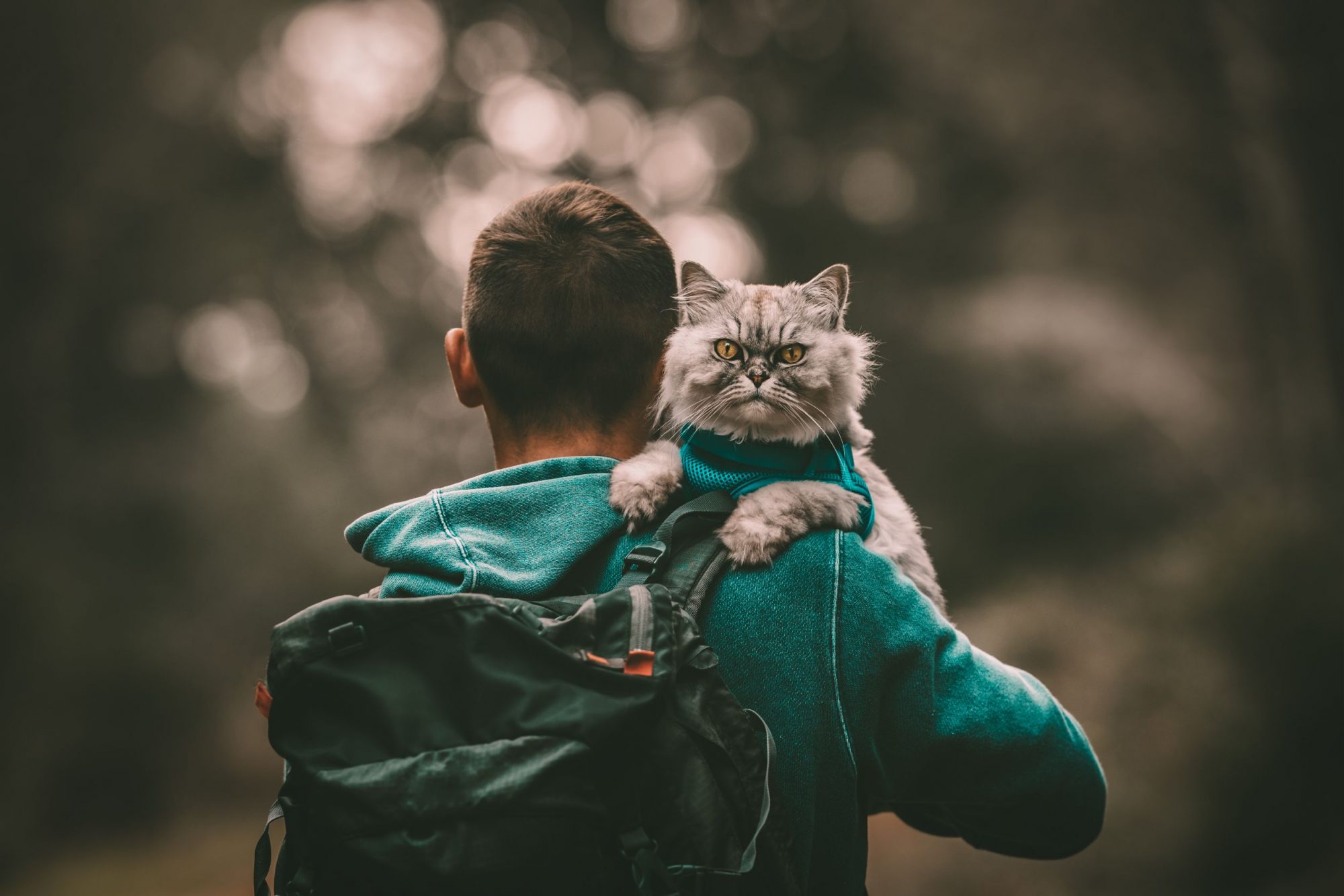 Cat hiking with owner.