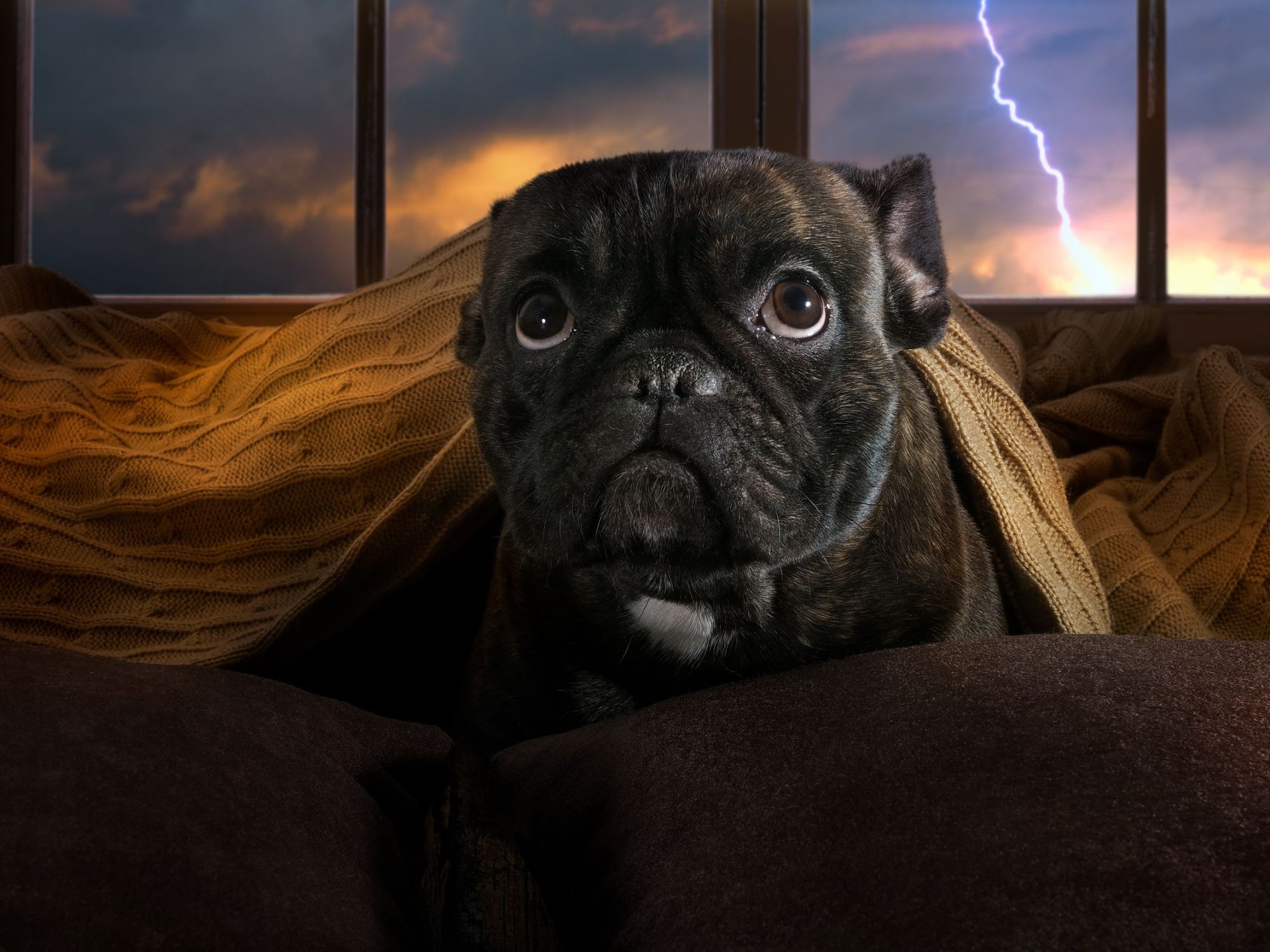 Anxious dog hiding from storm.