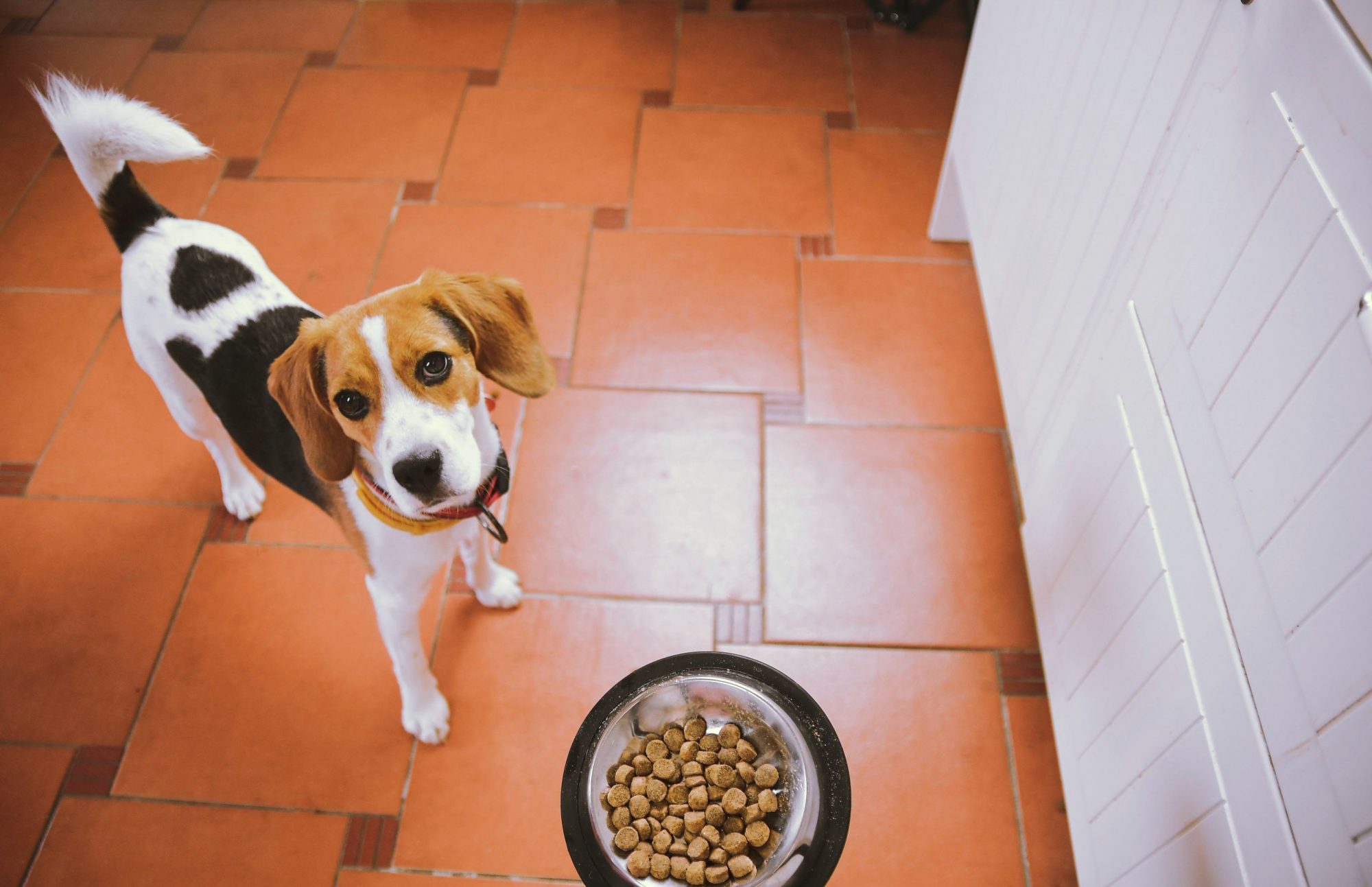 Dog not eating his food.