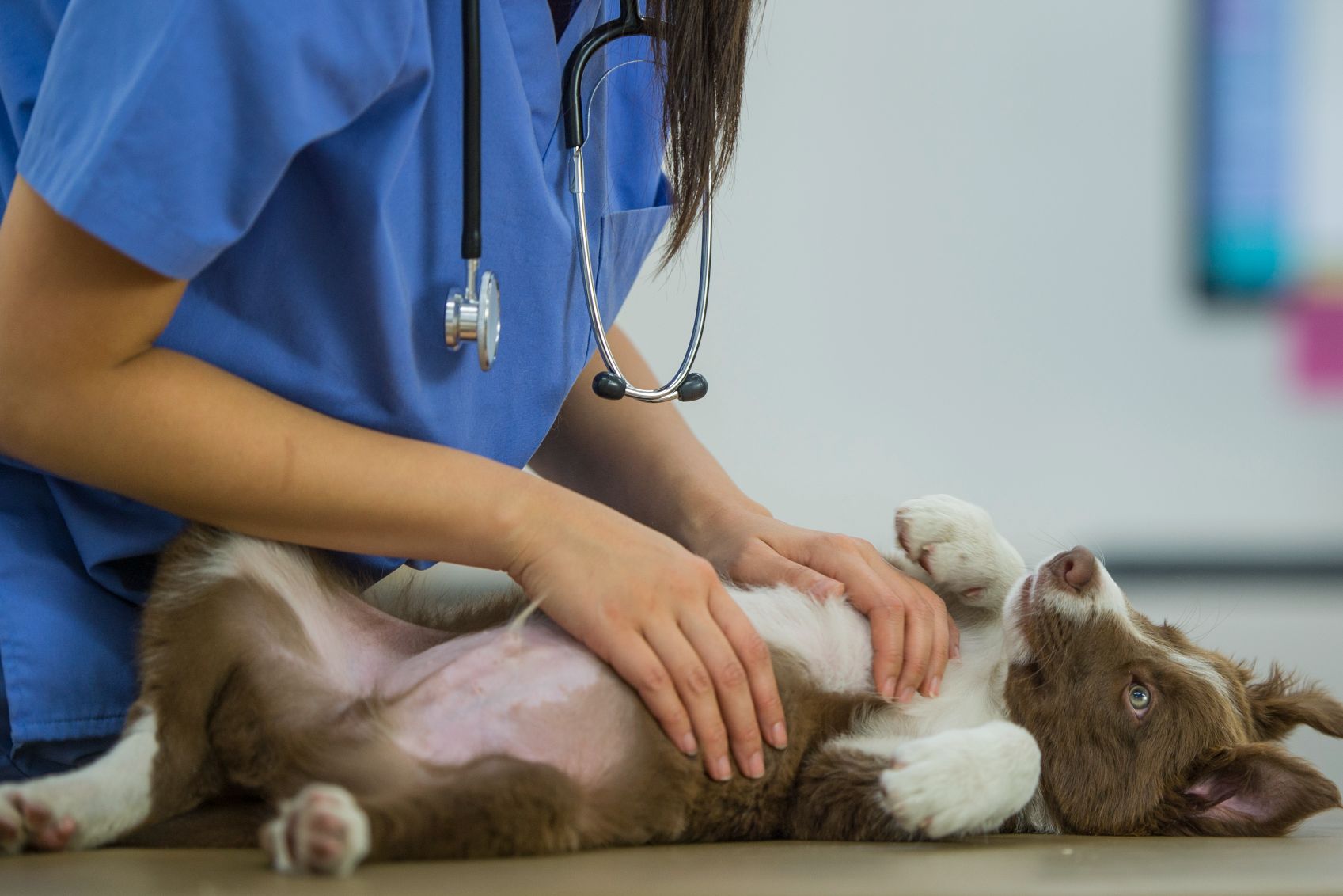 A border collie visiting a veterinarian.