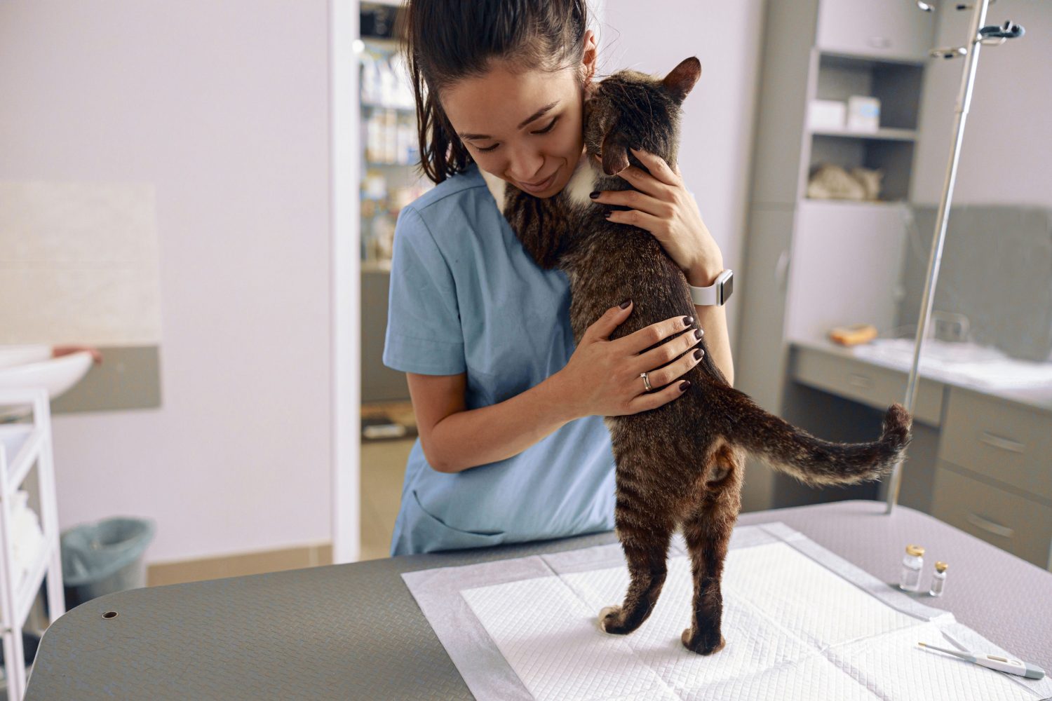 Why is a Wellness Care Exam so Important for My Cat? East Sacramento Veterinary Center East