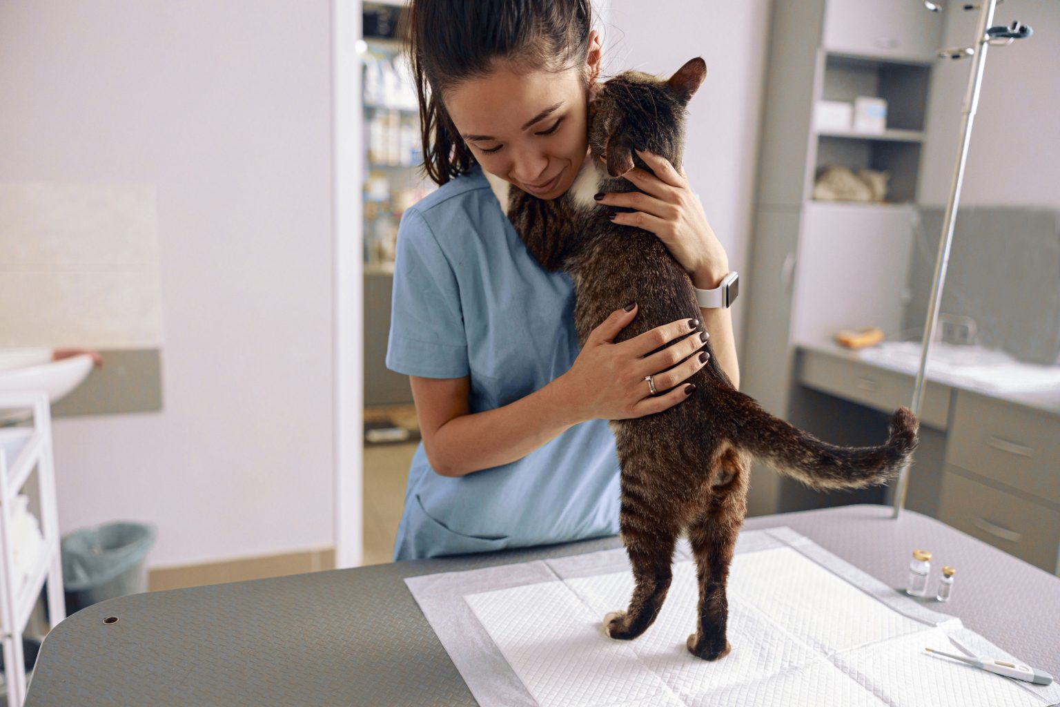 Why is a Wellness Care Exam so Important for My Cat? East Sacramento