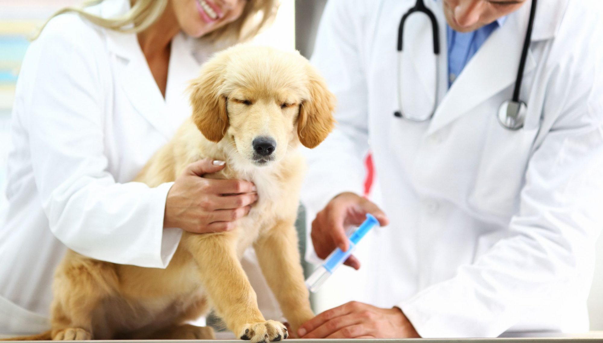 Puppy getting vaccinated.