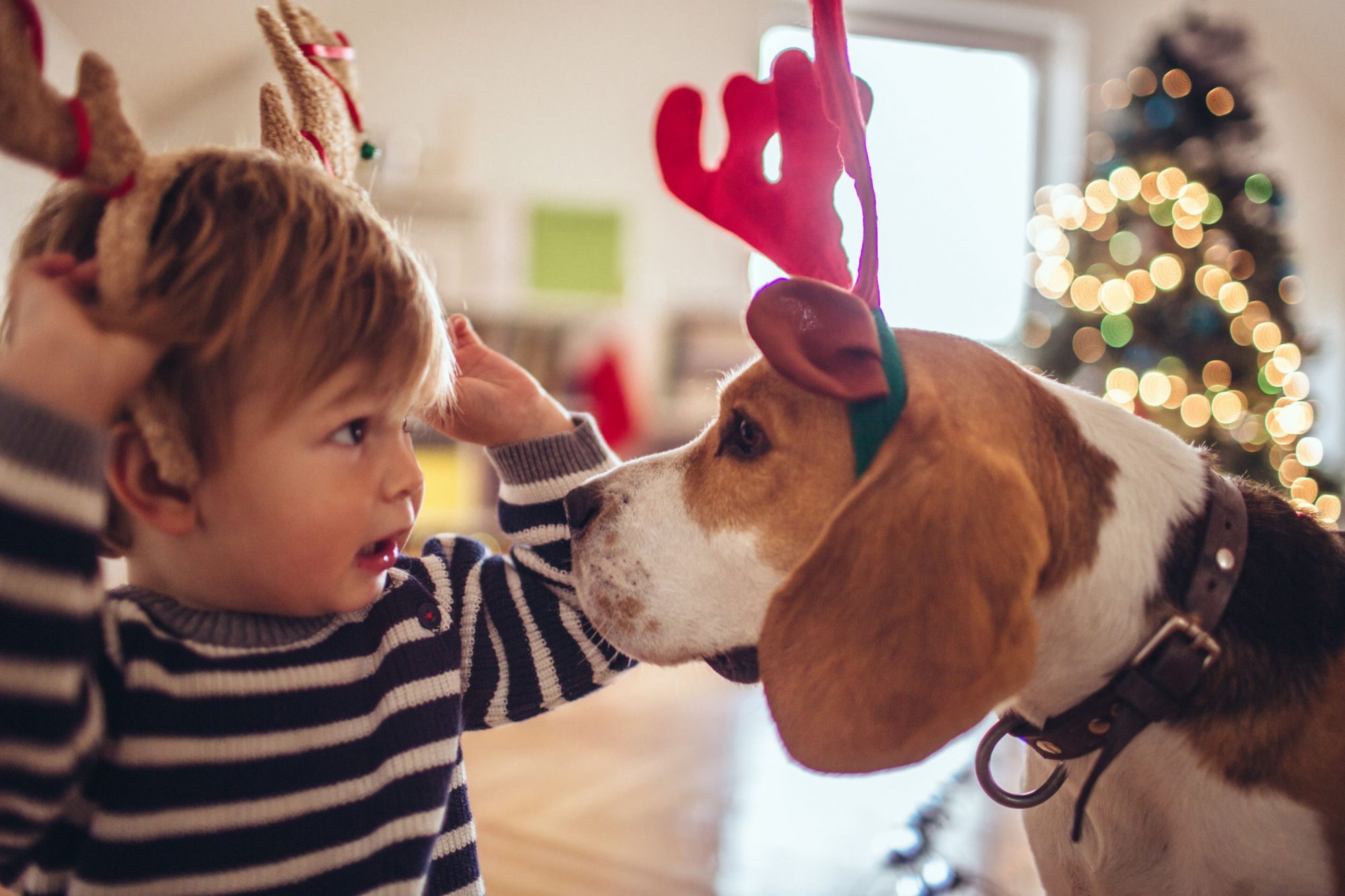 Dog and kid on christmas.