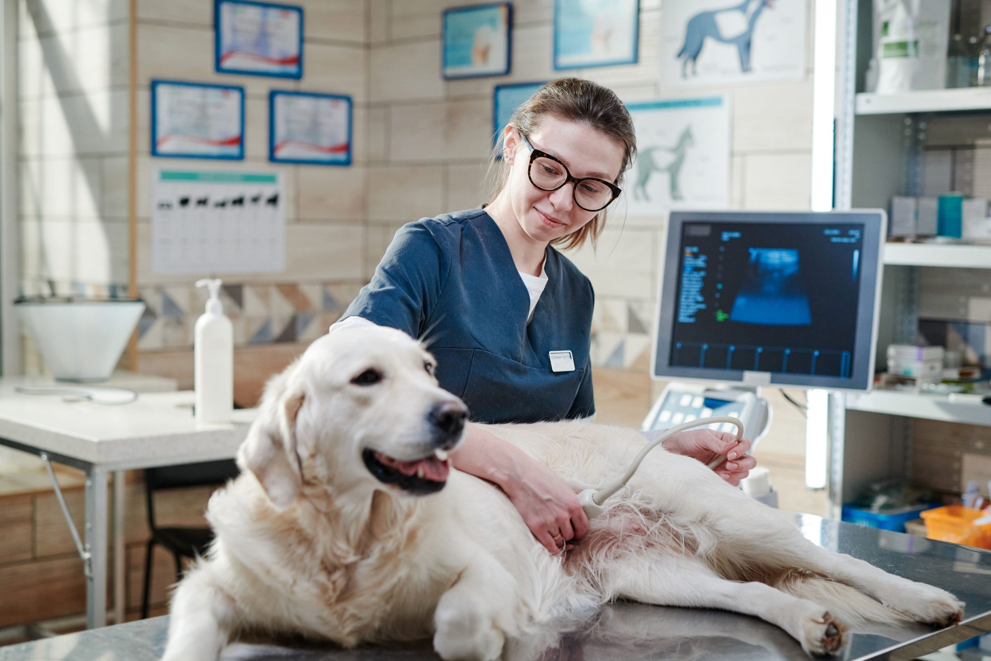 Dog getting ultrasound