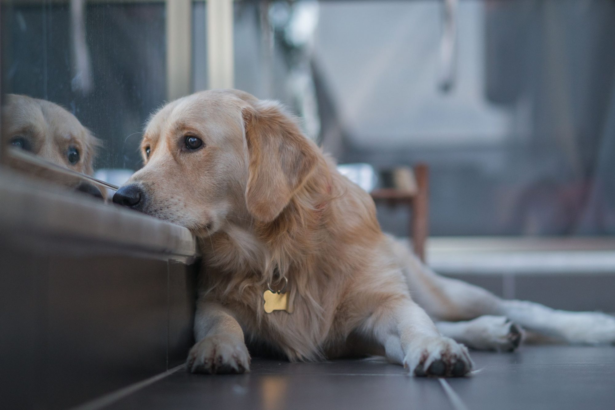 A sad dog leaning against the couch.