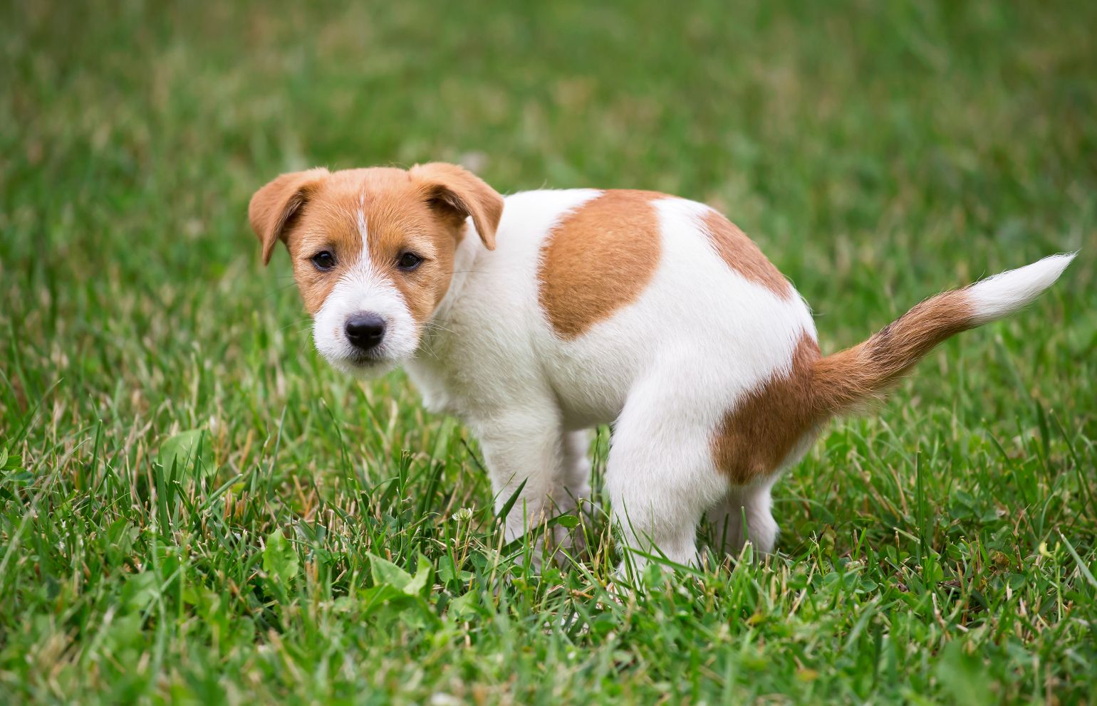 Puppy trying to go to the bathroom.