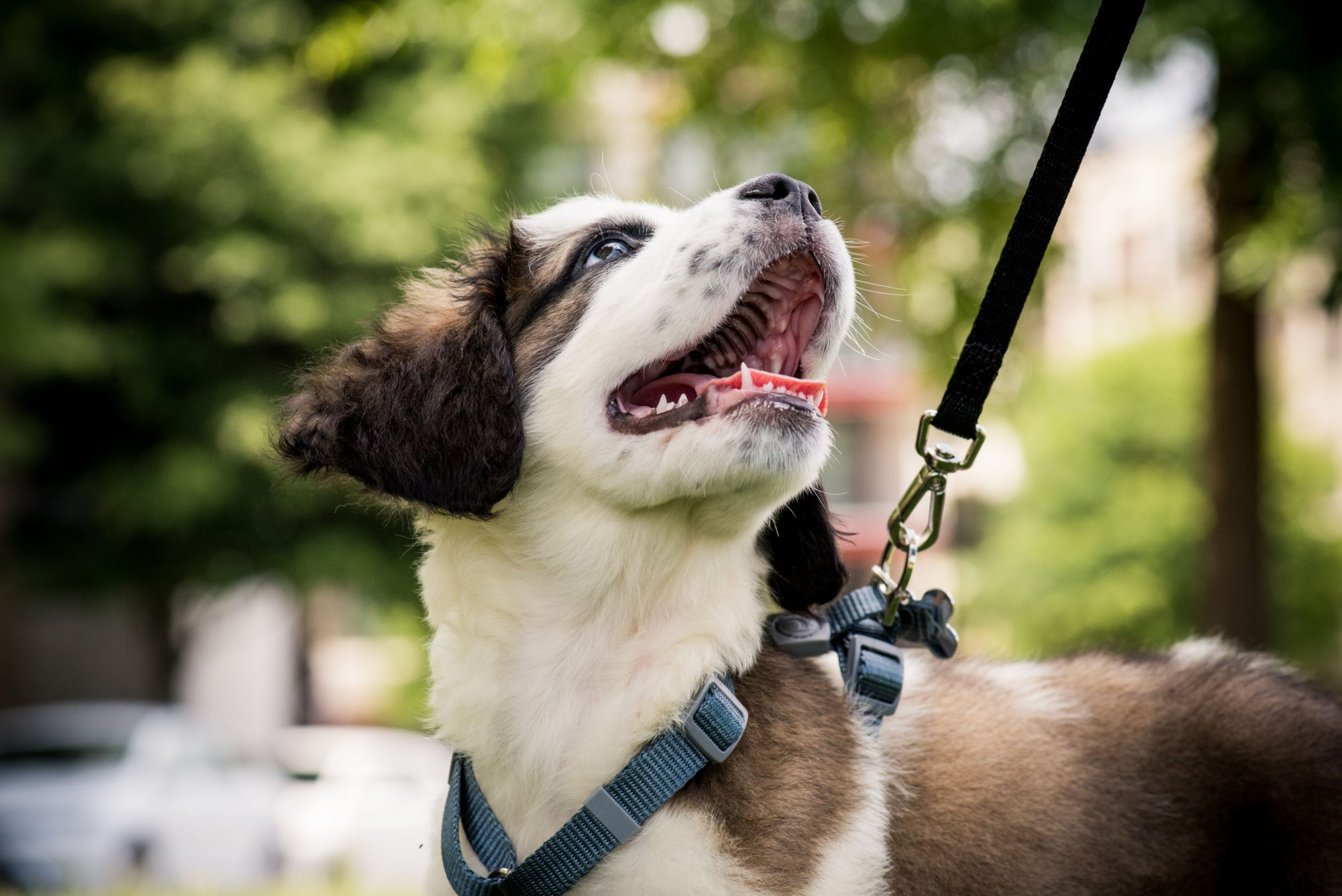 Happy dog on a walk.