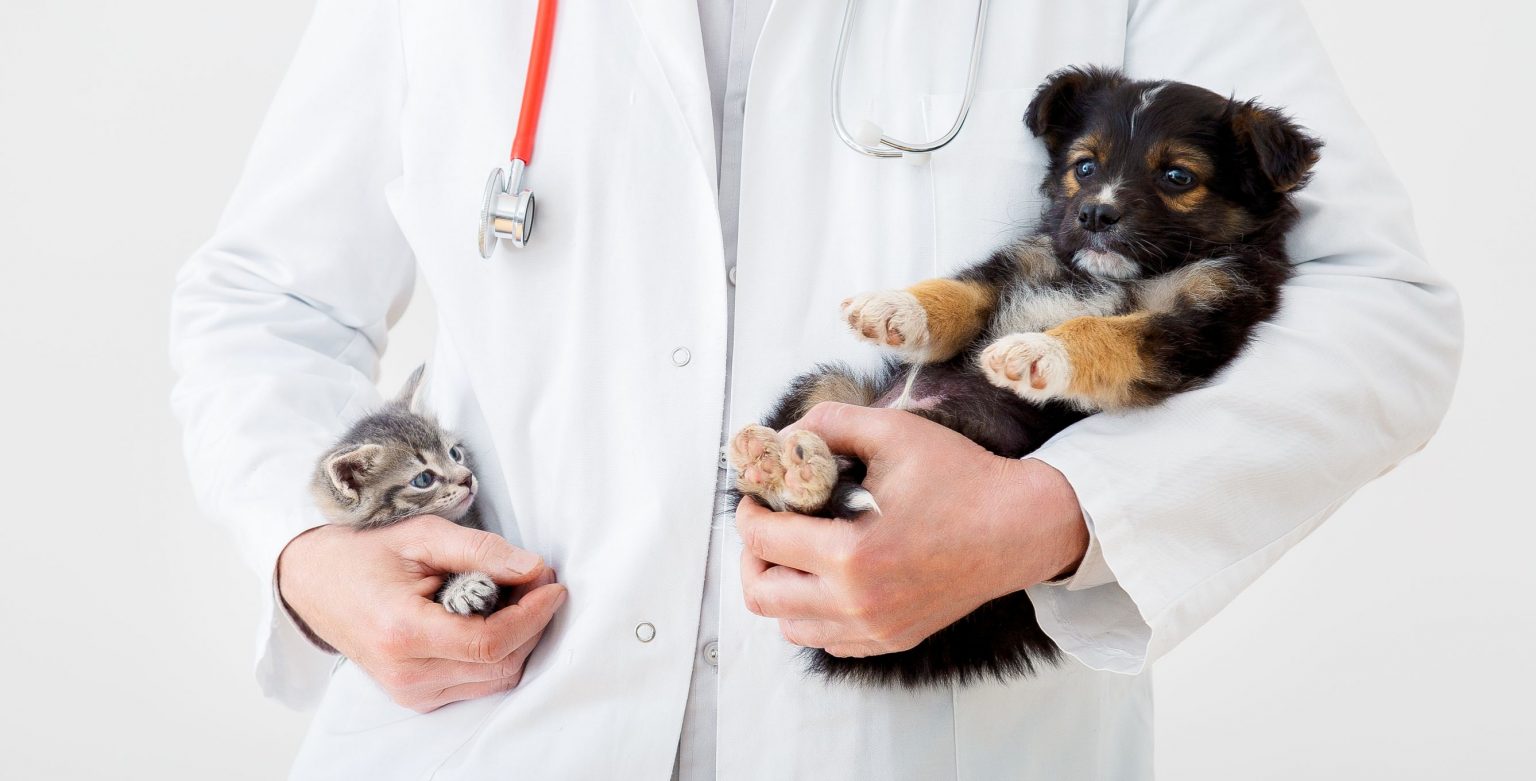 5 Common Pet Health Problems and How to Prevent Them | East Sacramento ...