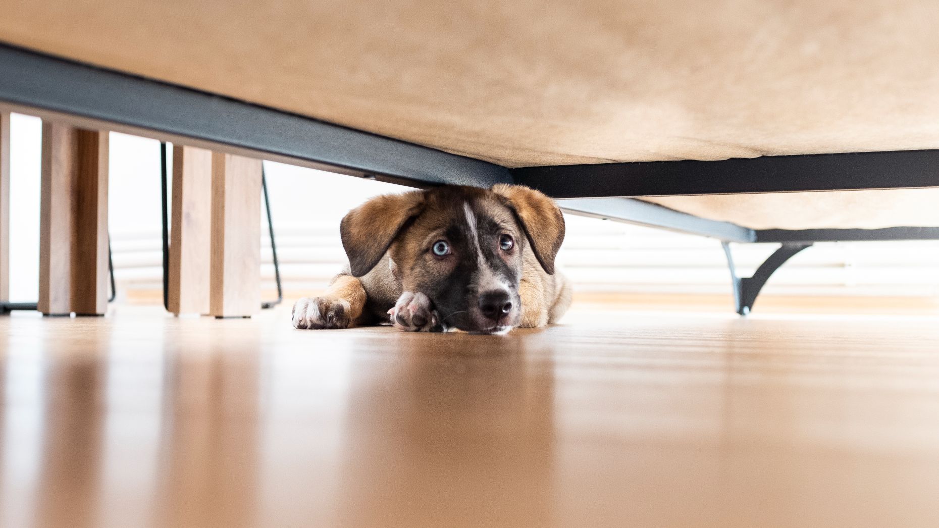 anxious dog under sofa.