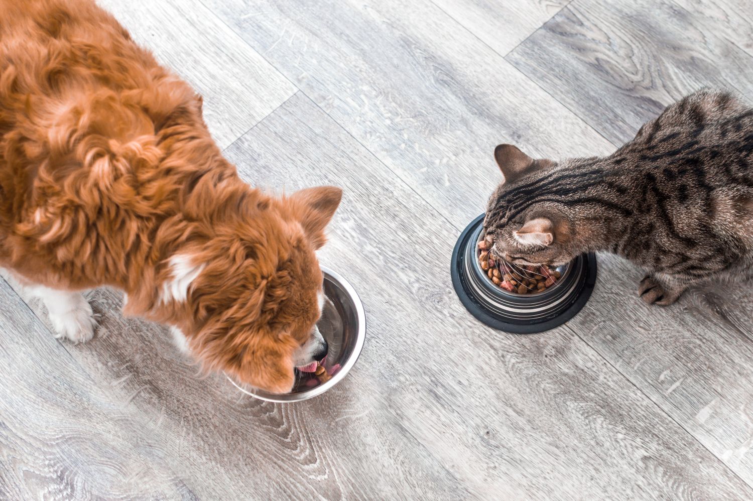 Dog and a cat are eating together.