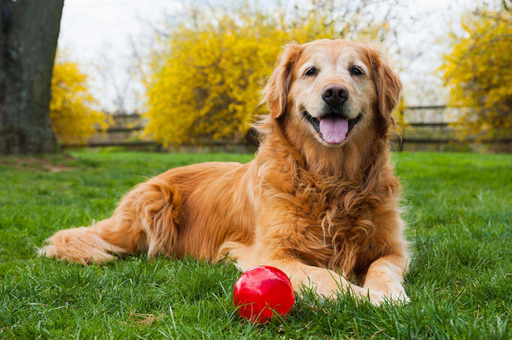 Senior Golden Retriever.