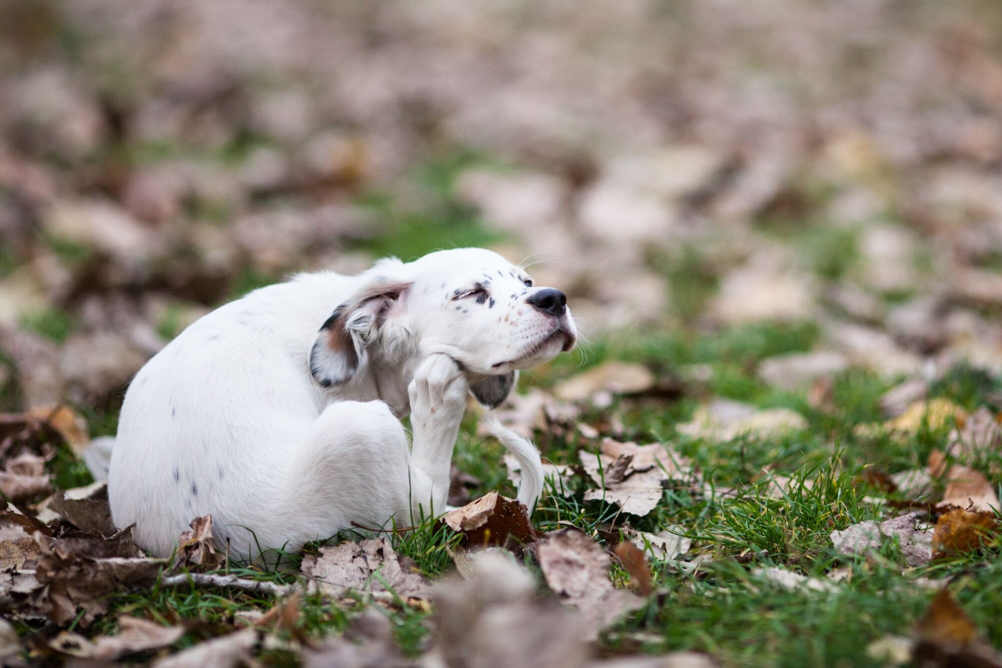 dog scratching in fall.