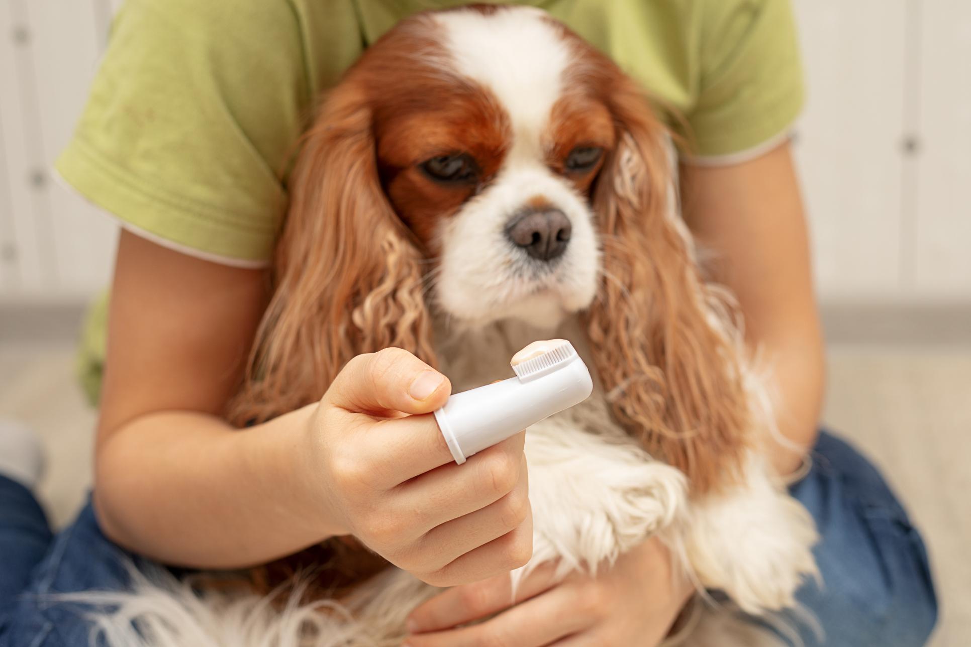 Brushing dog's teeth.