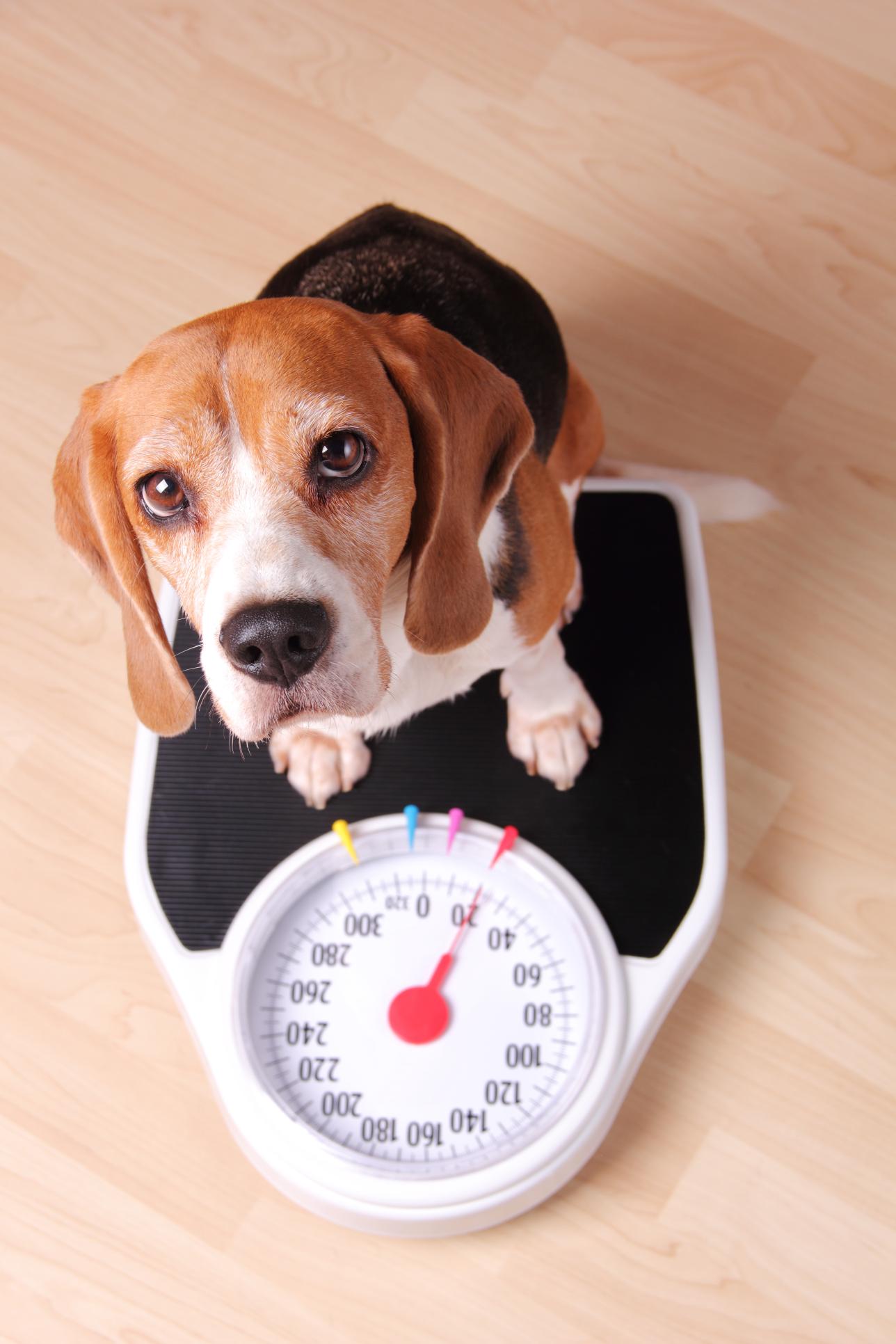 Cute dog weighing self.