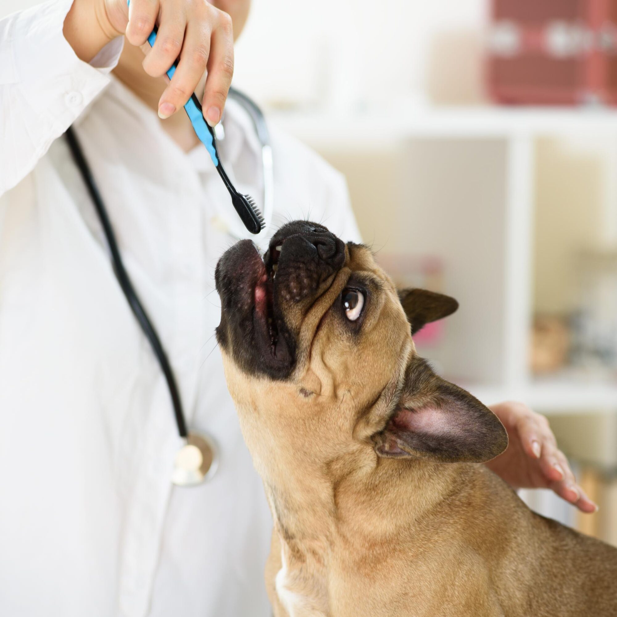 Brushing french bulldog teeth.