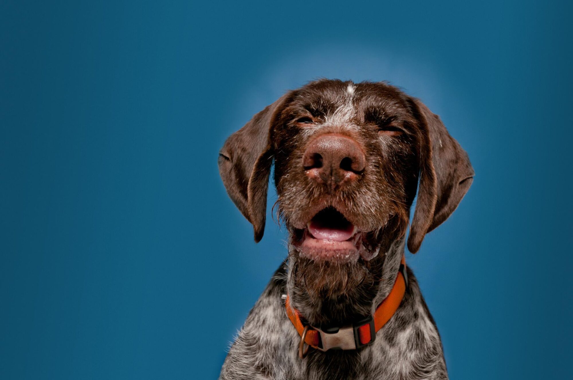 Sneezing German Wirehaired Pointer.
