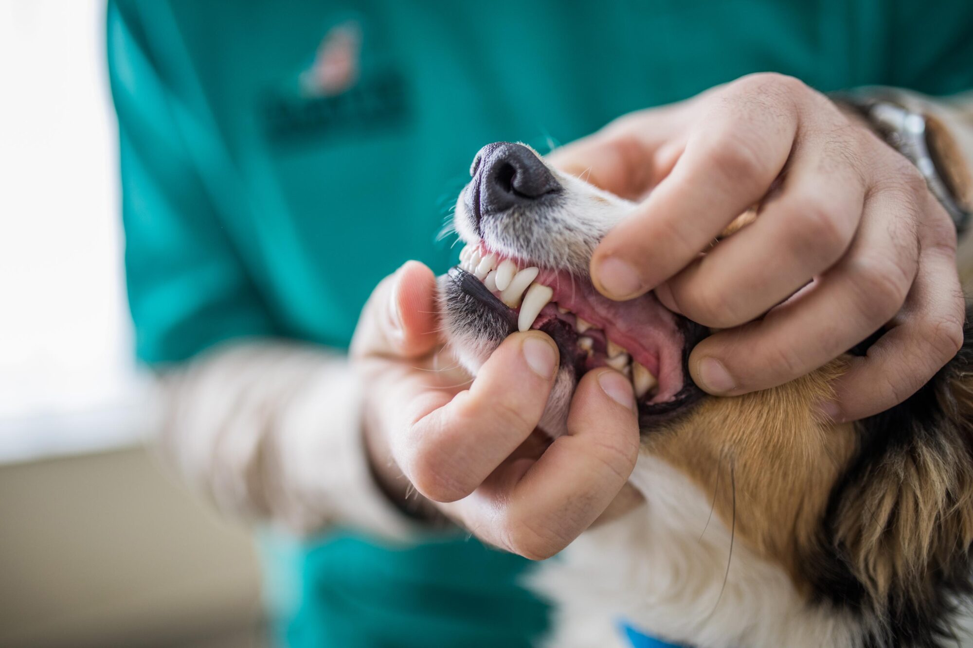 up close exam of dog.