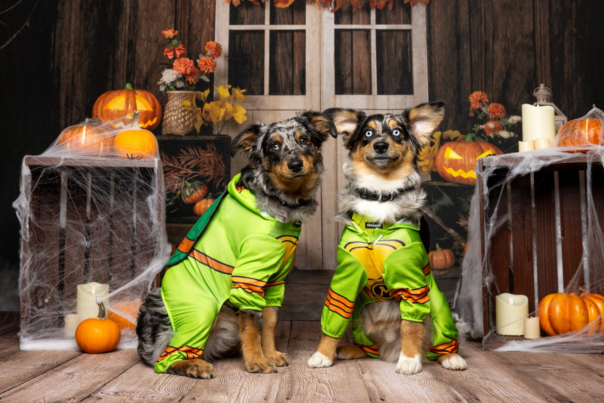 Halloween Pet Safety Tips.