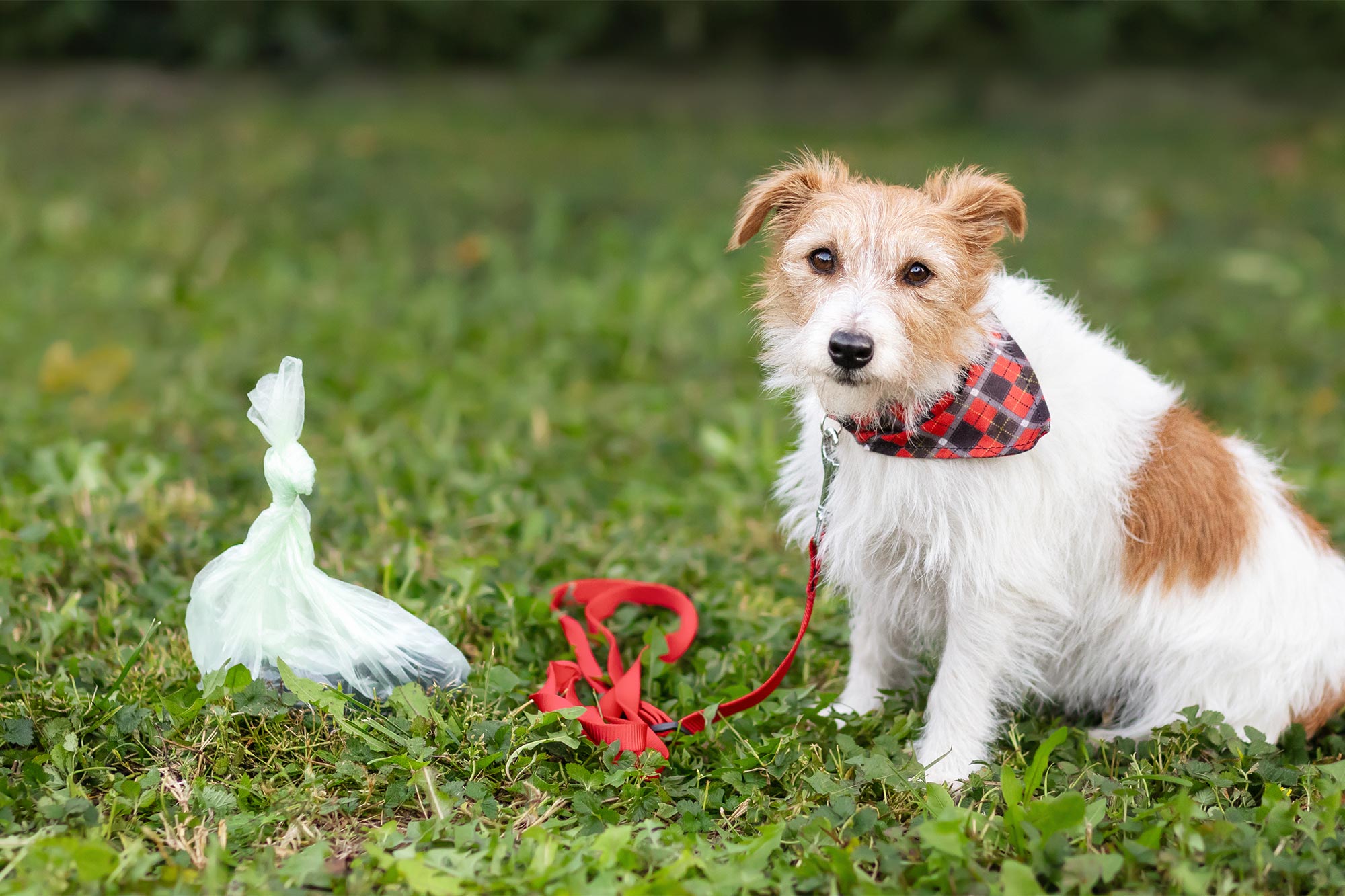 Why Does My Dog Eat Poop?