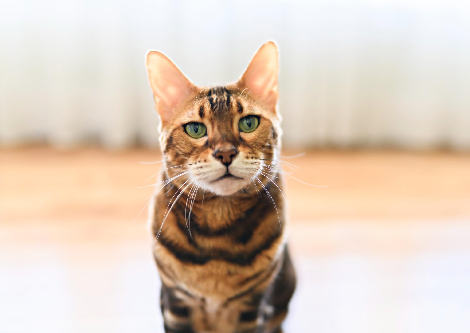 Understanding FIV in Cats.