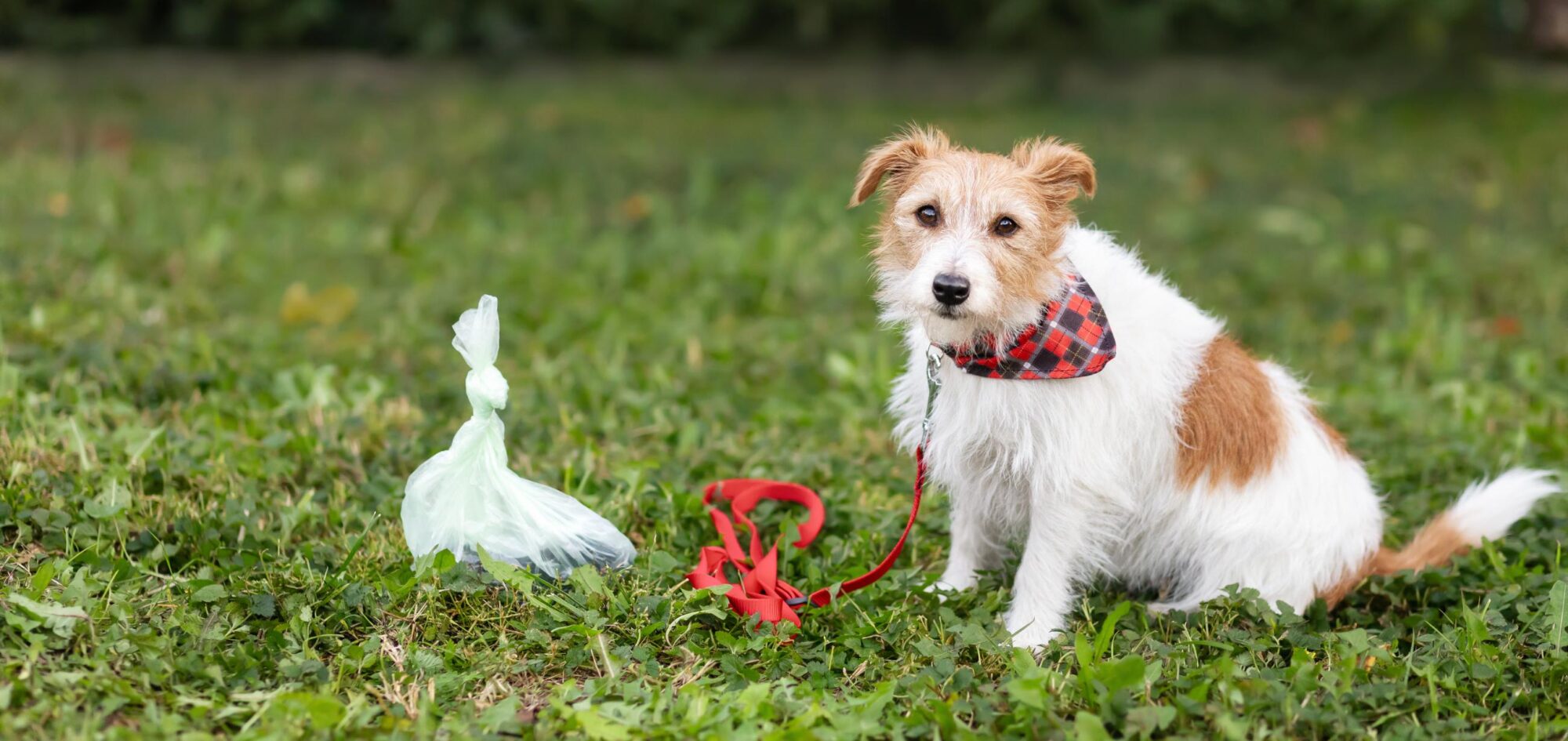 Why Does My Dog Eat Poop? 