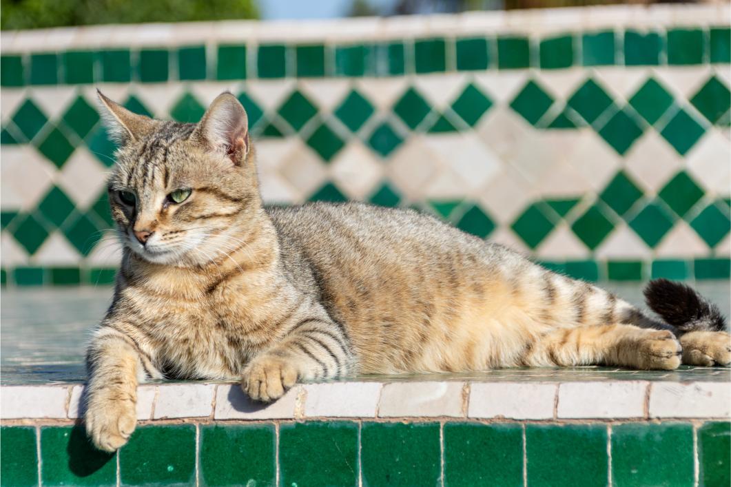 Cat lying in the sun.