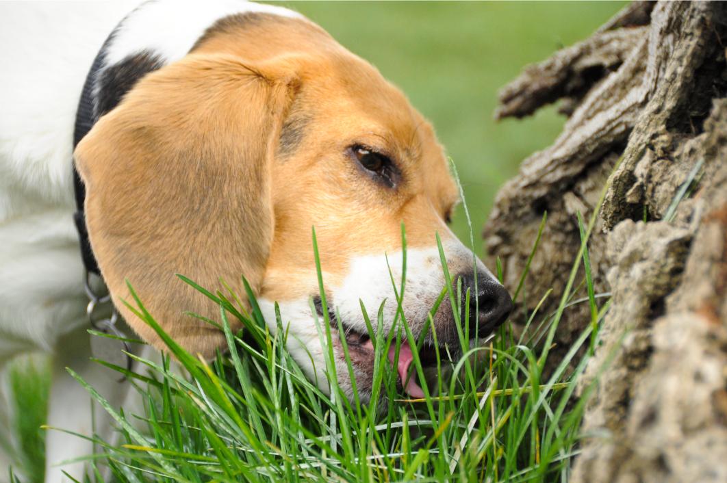 Dog eating grass.