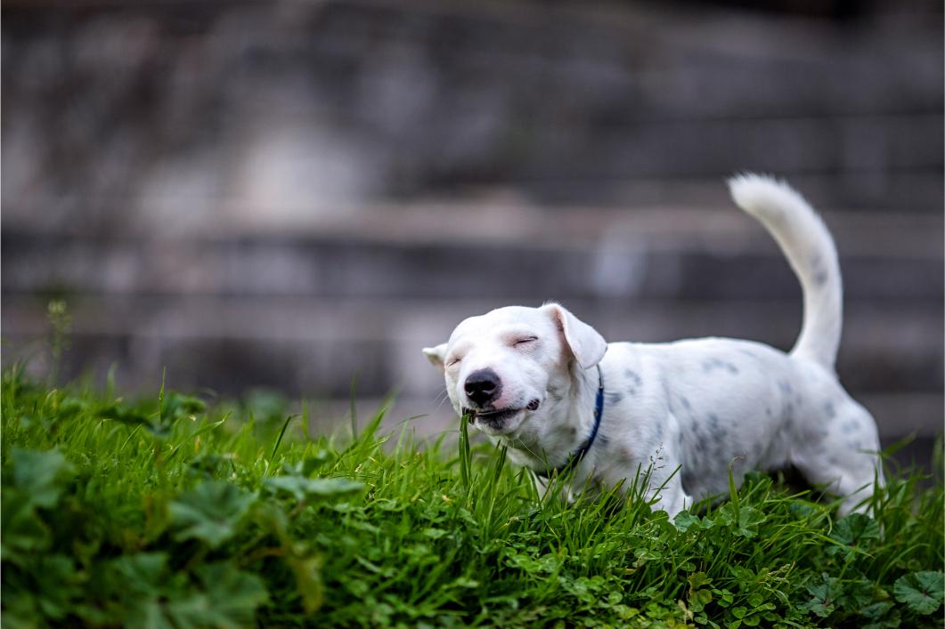 Dog eating grass.