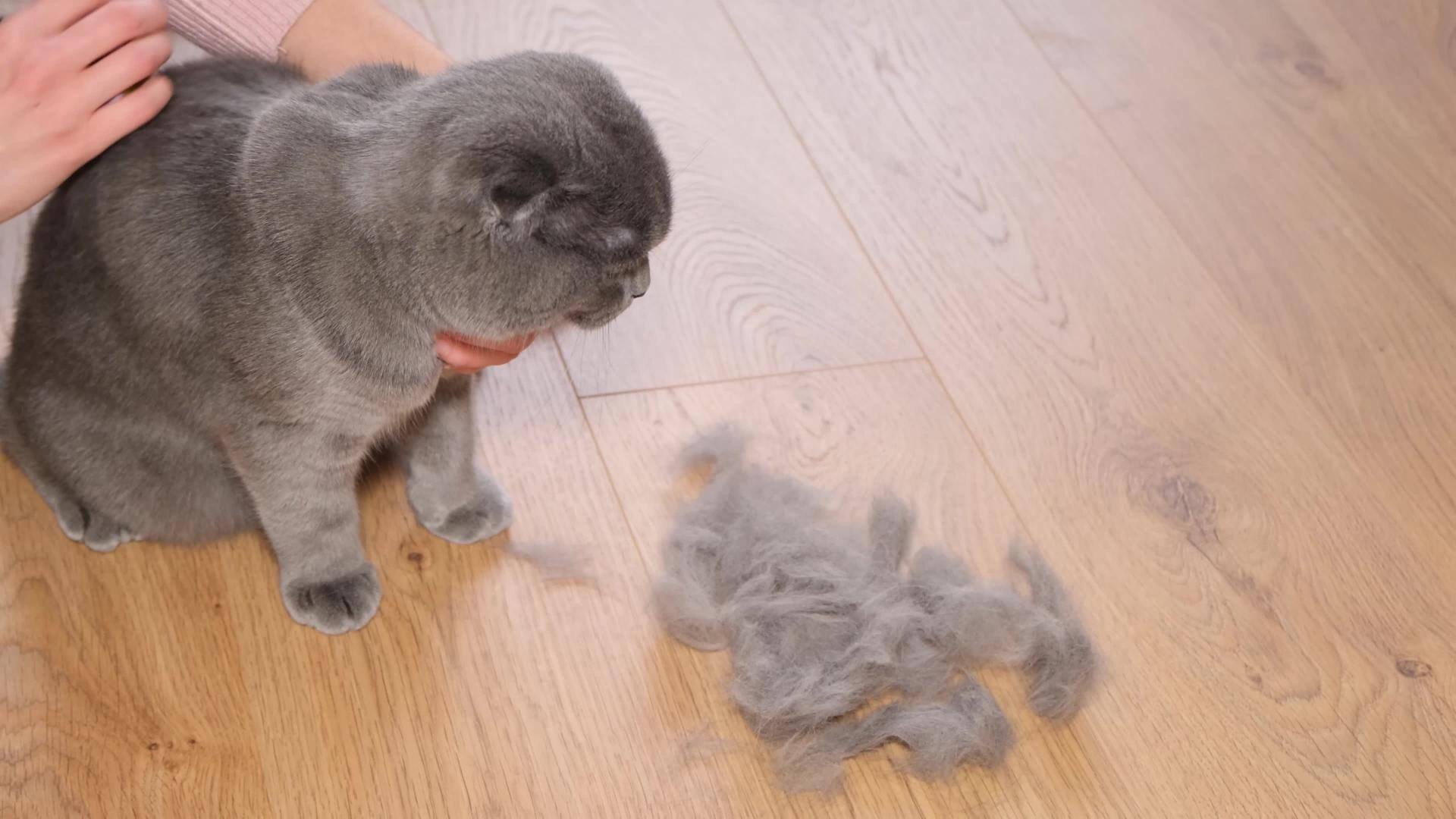 Gray cat experiencing hair loss.