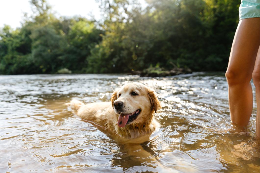dog swimming in the lake.
