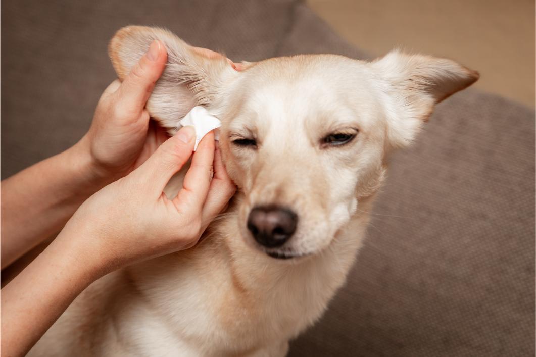 dog getiing its ear checked.