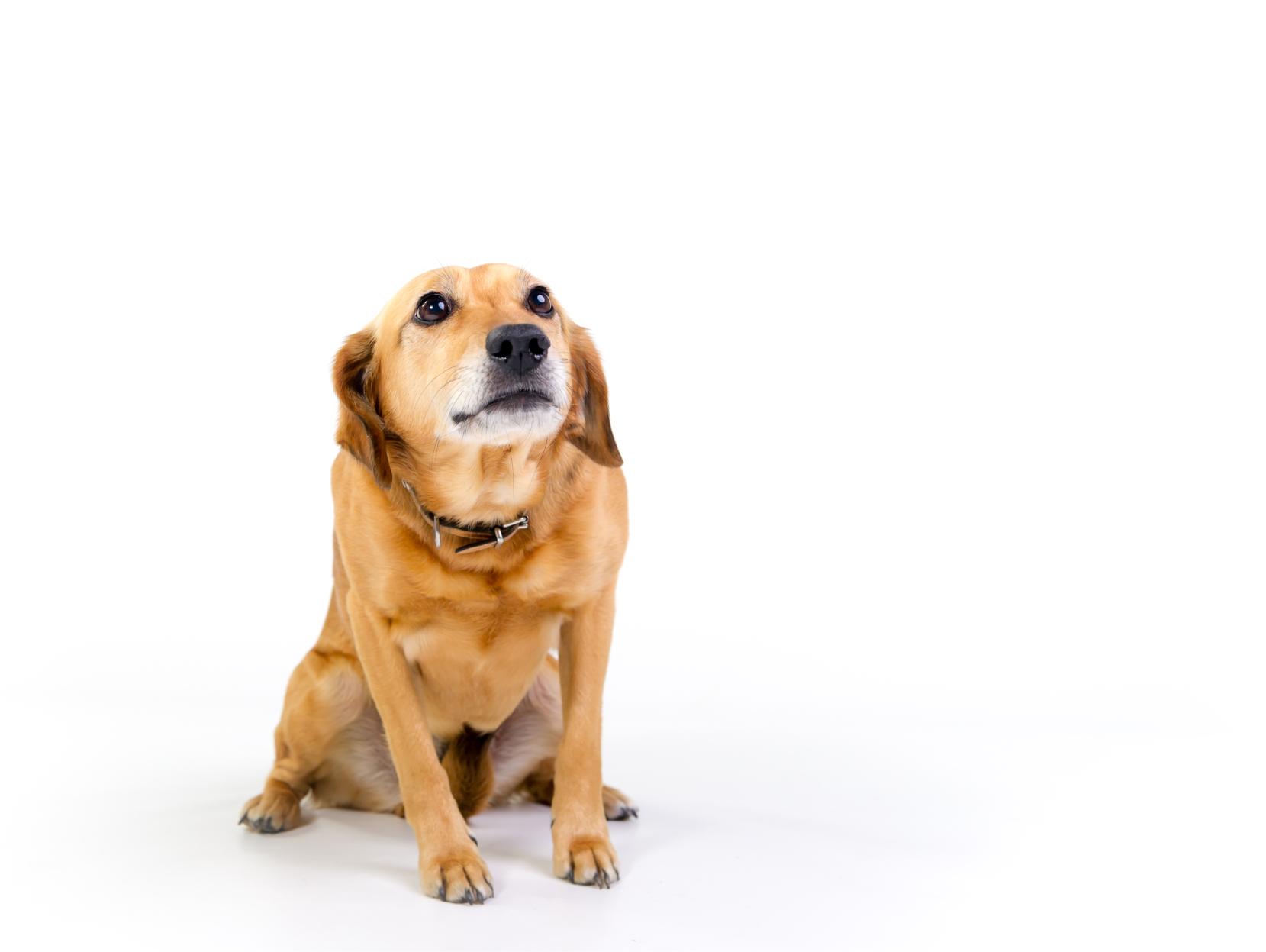 Dog shaking.