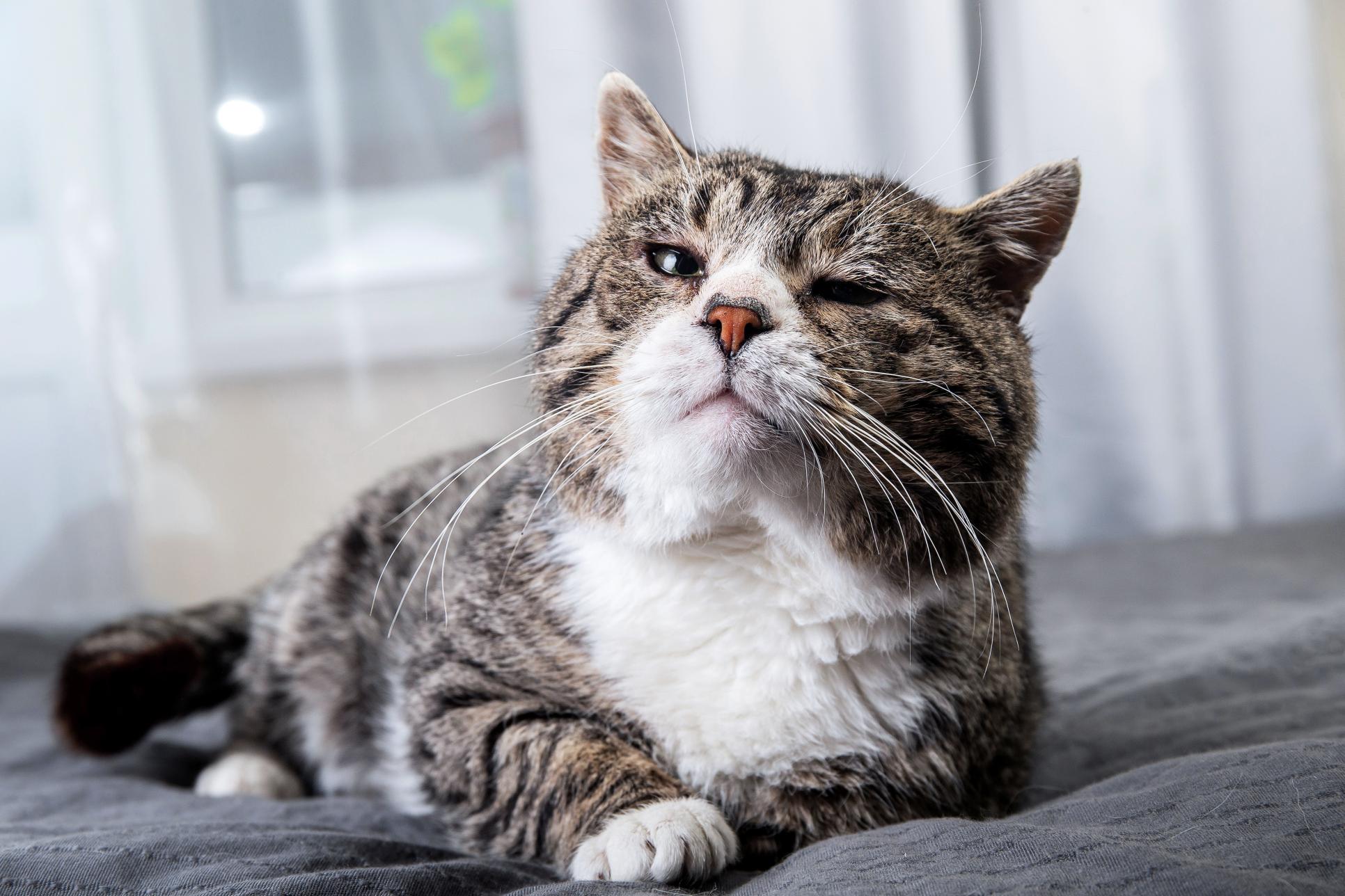 Senior cat sleeping.