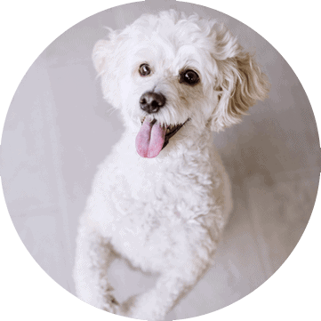 Sacramento Veterinary Dentistry East Sacramento Veterinary Center