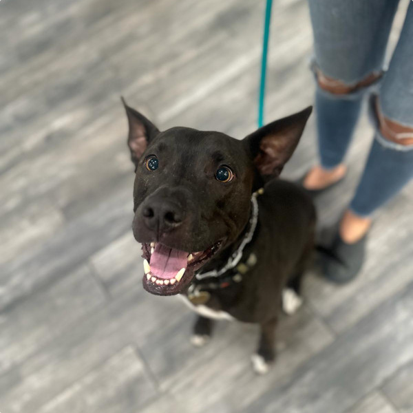 Sacramento Dog Pet Dental