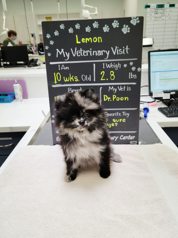Lemon the dog Lemon the dog
