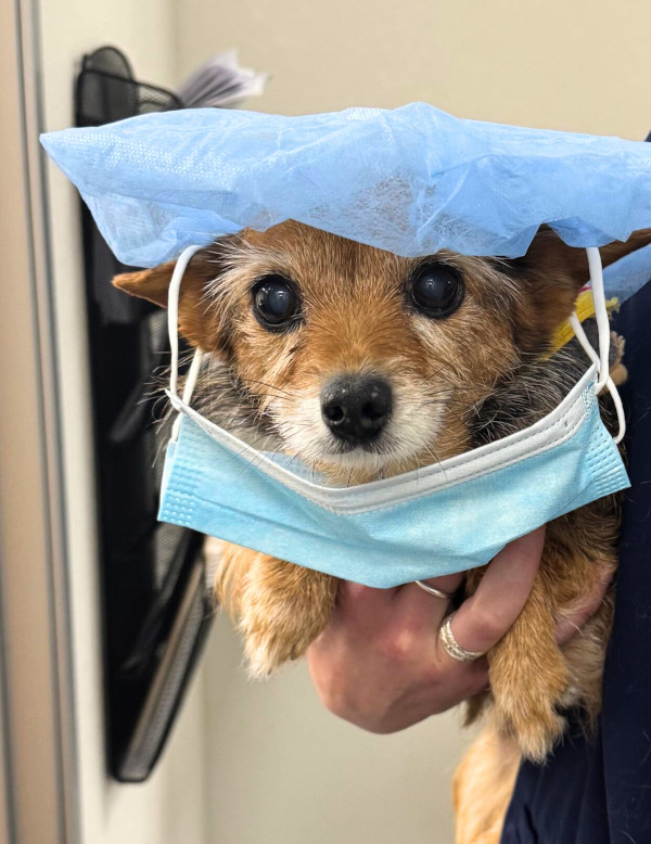 Sacramento Dog Veterinary Surgery Sacramento Dog Veterinary Surgery