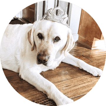 Sacramento Dog Pet Wellness Plans