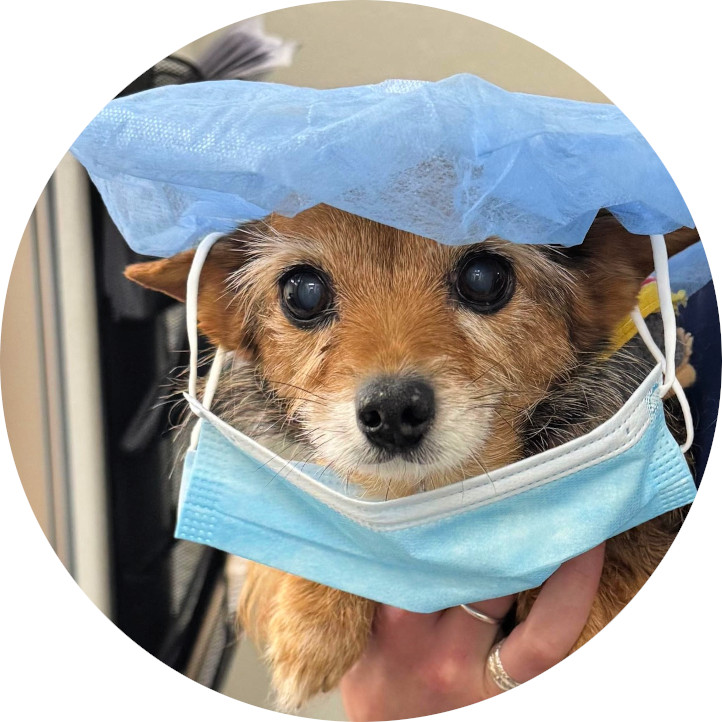 Sacramento Veterinary Surgery Sacramento Veterinary Surgery
